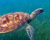 Green turtle in seagrass, Ozen Lagoon, South Malé Atoll, Maldives. Image.