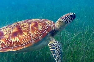 Maya, green turtle, adopted Green turtle in seagrass, Ozen Lagoon, South Malé Atoll, Maldives. Image.