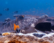 Green turtle resting on the reef, Hithadhoo Corner, Laamu Atoll, Maldives. Image.