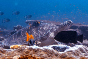 Iona Sophia, green turtle, adopted by Wendy for Iona Sophia Green turtle resting on the reef, Hithadhoo Corner, Laamu Atoll, Maldives. Image.