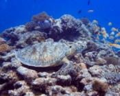Green turtle, Olhuveli Reef, Laamu Atoll, Maldives. Image.
