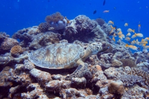 Thari, green turtle, adopted for Linda Green turtle, Olhuveli Reef, Laamu Atoll, Maldives. Image.