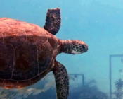 Green turtle with missing flipper, Anantara Dhigu Coral Nursery, South Malé Atoll, Maldives. Image.