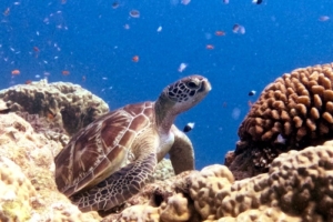 Edward, green turtle, adopted by Wendy for Edward Green turtle resting on the reef, Olhuveli Reef, Laamu Atoll, Maldives. Image.