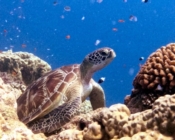 Green turtle resting on the reef, Olhuveli Reef, Laamu Atoll, Maldives. Image.