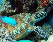 Green turtle resting in the reef, Cocoa Island, South Malé, Maldives. Image.