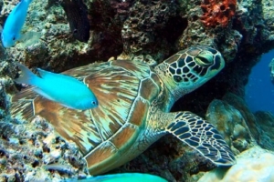 Toru, green turtle, adopted Green turtle resting in the reef, Cocoa Island, South Malé, Maldives. Image.