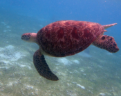 Green turtle, Kuredu Lagoon, Lhaviyani Atoll, Maldives. Image.