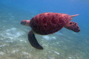 Léa, green turtle, adopted for Léa Green turtle, Kuredu Lagoon, Lhaviyani Atoll, Maldives. Image.