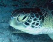Green turtle, Kuredu Express, Lhaviyani Atoll, Maldives. Image.
