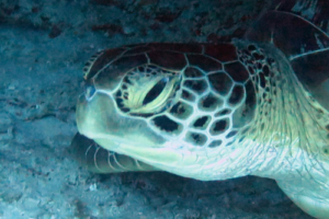 Oli, green turtle, adopted by Laura for Marek Green turtle, Kuredu Express, Lhaviyani Atoll, Maldives. Image.