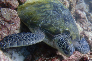 Mazey Loon, green turtle, adopted Green turtle, One Palm, North Malé Atoll, Maldives. Image.