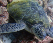 Green turtle, One Palm, North Malé Atoll, Maldives. Image.