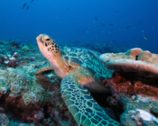 Green turtle, Gaadhoo Corner, Laamu Atoll, Maldives. Image.