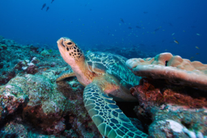 Ryan, green turtle, adopted for Lynne by Ryan. Green turtle, Gaadhoo Corner, Laamu Atoll, Maldives. Image.