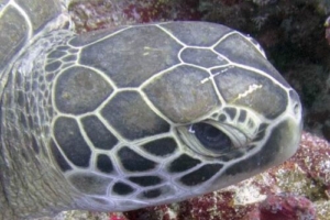 Tucano, green turtle, adopted for Kebir House Veterinary Practice Adopt a turtle Maldives