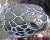 Adopt a turtle Maldives