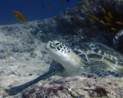 Green turtle, Kuredu Express, Lhaviyani Atoll, Maldives