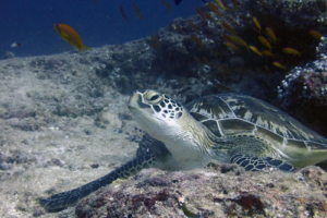 Harald, green turtle, adopted for Miriam by Felix Schanowske Green turtle, Kuredu Express, Lhaviyani Atoll, Maldives