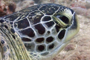 Robin, green turtle, adopted for Alex by Celine, Liam & Naya Green turtle, Hithadhoo Corner, Laamu, Atoll, Maldives. Image.