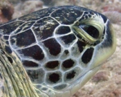 Green turtle, Hithadhoo Corner, Laamu, Atoll, Maldives. Image.