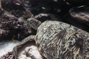 Dewe, adopted by Dan and McCaela. Adopted sea turtle in the Maldives. Image.