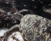 Adopted sea turtle in the Maldives. Image.