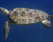 Green turtle, Olhuveli Reef, Laamu Atoll, Maldives. Image.
