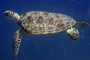 Mockford, green turtle, adopted for Christopher by Robert Blake Purvis. Green turtle, Olhuveli Reef, Laamu Atoll, Maldives. Image.