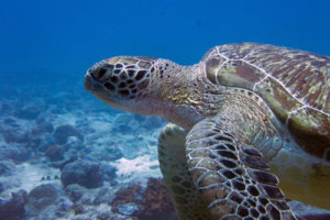 Pepa Jr, green turtle, adopted for Kimberly, Eduardo, and Emilia Muga by Kathleen. Green turtle, Hithadhoo Corner, Laamu Atoll, Maldives. Image.
