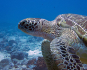 Green turtle, Hithadhoo Corner, Laamu Atoll, Maldives. Image.