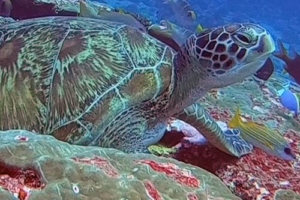 Layla, green turtle, adopted for Devin by Hava Manasse Green turtle, Hithadhoo Corner, Laamu, Atoll, Maldives
