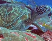 Green turtle, Hithadhoo Corner, Laamu, Atoll, Maldives