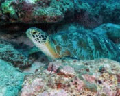 Green turtle, Hithadhoo Corner, Laamu Atoll, Maldives. Image.