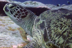 Mario, green turtle, adopted for Sophia by Julie George Garkov Green turtle, left profile, Hithadhoo West, Laamu, Atoll, Maldives. Image.