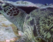 Green turtle, left profile, Hithadhoo West, Laamu, Atoll, Maldives. Image.
