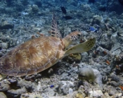Green turtle, Mashura, Lhaviyani Atoll, Maldives