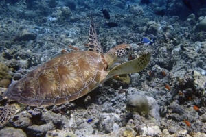 Myrtle, green turtle, Stephen & Claire Ward Green turtle, Mashura, Lhaviyani Atoll, Maldives