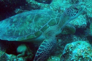 Bubbles, green turtle, adopted by Nathalie Popovic Green turtle, Ying Yang, Laamu, Atoll, Maldives. Image.