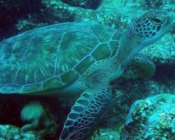 Green turtle, Ying Yang, Laamu, Atoll, Maldives. Image.