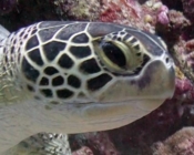 Adopt a turtle, Maldives