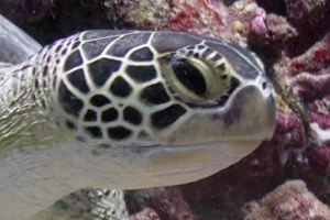 Ocracoke, green turtle, adopted by Sean Eric Ainsworth Adopt a turtle, Maldives