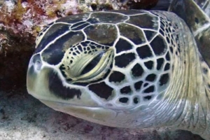 Jimmy, green turtle, adopted for Matthew Philip by Philip Hendry Green turtle, left profile, Hithadhoo West, Laamu, Atoll, Maldives. Image.