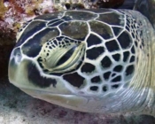 Green turtle, left profile, Hithadhoo West, Laamu, Atoll, Maldives. Image.