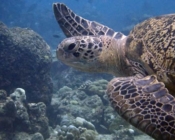 Einstein, green turtle, adopted for Klasse 5c FEG Sandhausen by Antje