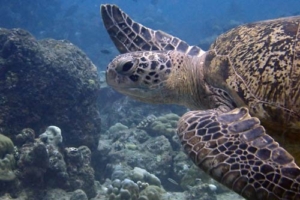 Einstein, green turtle, adopted for Klasse 5c FEG Sandhausen by Antje Einstein, green turtle, adopted for Klasse 5c FEG Sandhausen by Antje