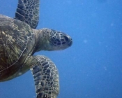 Adopt a turtle, Maldives