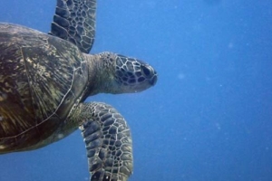 Malé, green turtle, adopted for Charlotte by Amy Small Adopt a turtle, Maldives