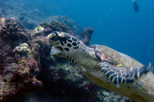 Dennla, hawksbill, adopted by Dennis Rethemeier Hawksbill, Dherufinolhu Outreef, Turtle Rock, Lhaviyani Atoll, Maldives. Image.