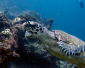 Hawksbill, Dherufinolhu Outreef, Turtle Rock, Lhaviyani Atoll, Maldives. Image.